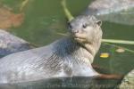 Smooth-coated otter