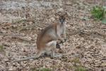 Agile wallaby