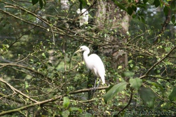 Intermediate egret