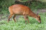 Southern red muntjac