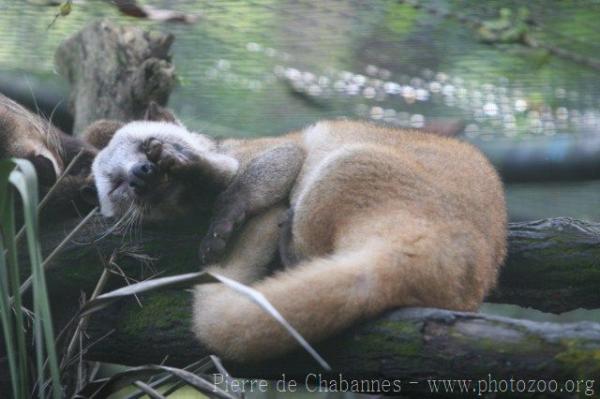 Masked palm civet