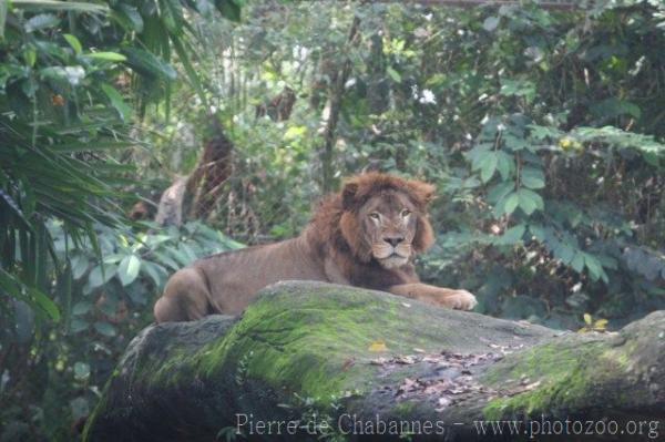 West-African (Senegal) lion *