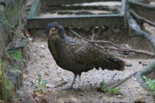 Malay peacock-pheasant