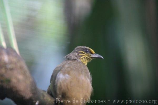 Stripe-throated bulbul