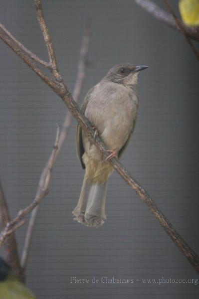 Olive-winged bulbul