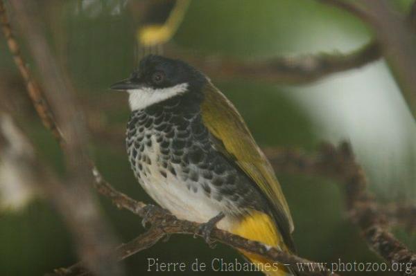 Scaly-breasted bulbul