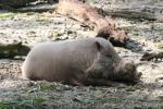 Bornean bearded pig