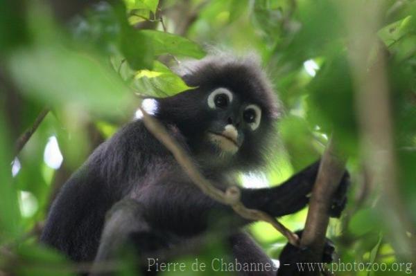 Dusky leaf-monkey