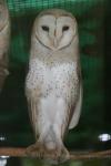 Common barn owl