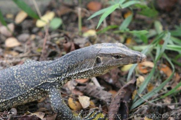 Common water monitor