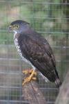 Crested goshawk