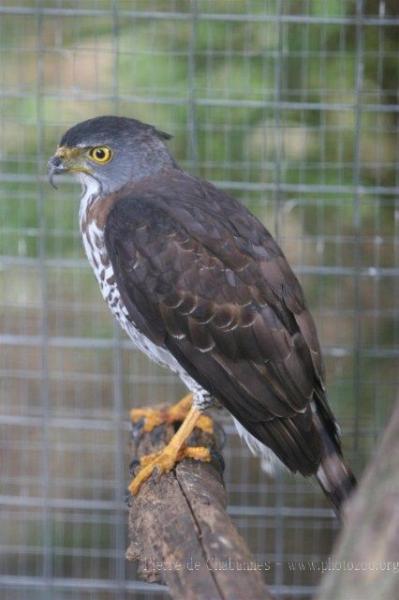 Crested goshawk