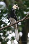 Oriental pied hornbill