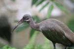 Hadada ibis