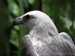 White-bellied sea-eagle