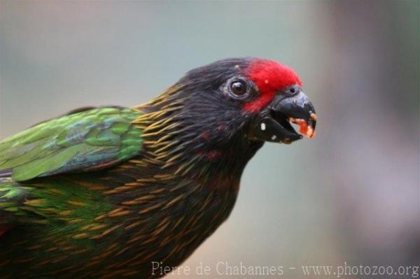 Yellow-streaked lory