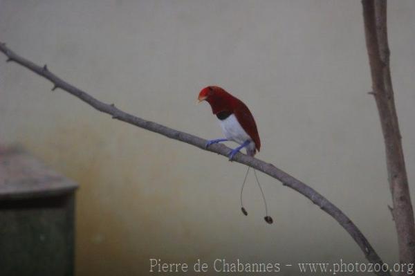 King bird-of-paradise *