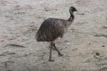 Common emu