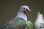 Green imperial-pigeon