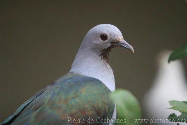 Green imperial-pigeon