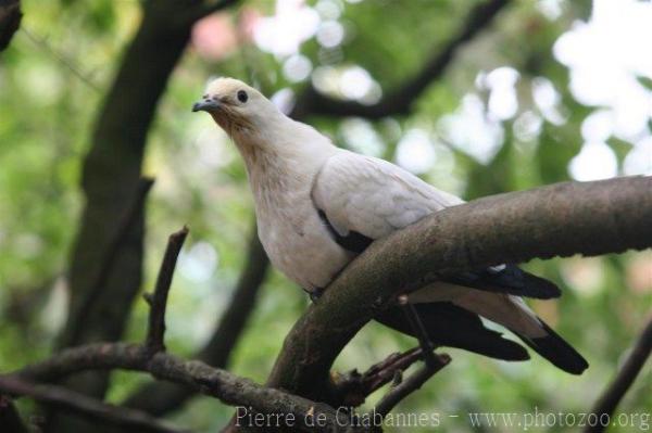 Pied imperial-pigeon
