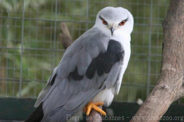 Black-winged kite *