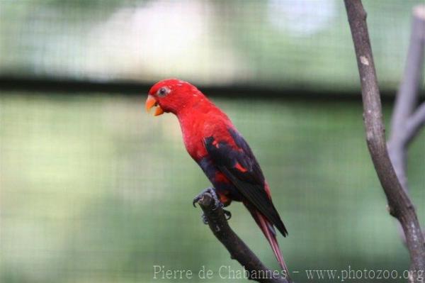 Violet-necked lory