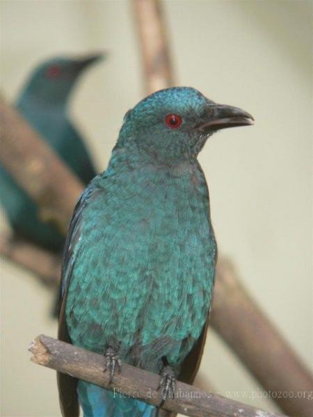 Asian fairy blue bird