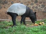 Malayan tapir