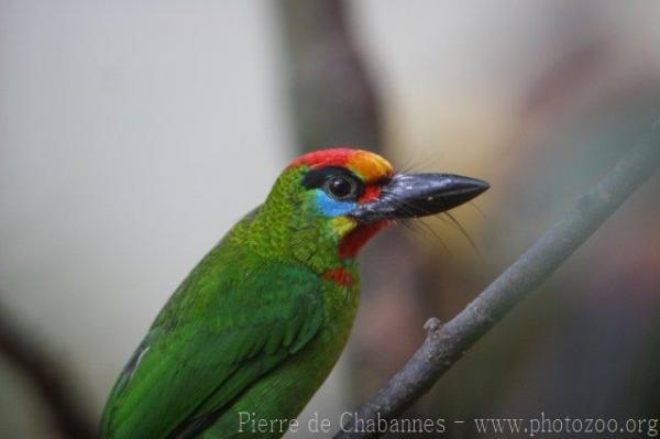 Red-throated barbet *