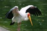 Yellow-billed stork