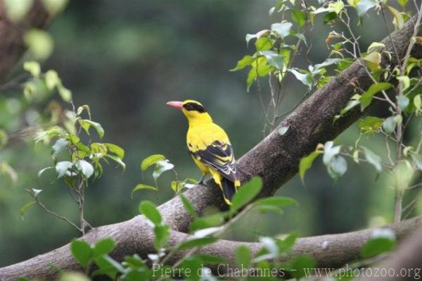 Black-naped oriole