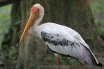 Painted stork