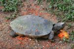 Malaysian giant turtle