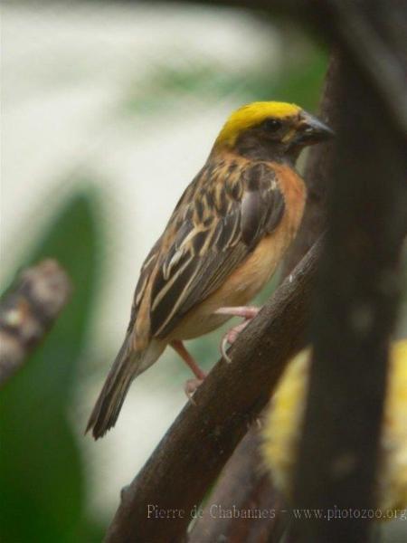 Baya weaver