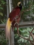 Greater bird-of-paradise *