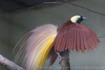 Greater bird-of-paradise *