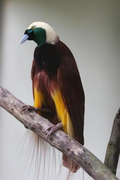 Greater bird-of-paradise *