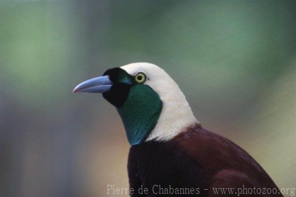 Greater bird-of-paradise *