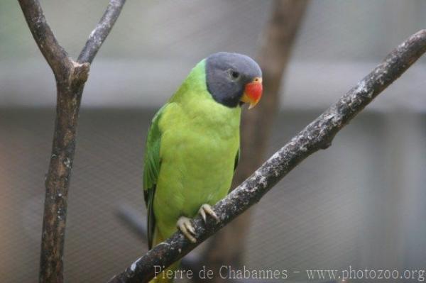 Grey-headed parakeet