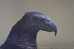 Pesquet's parrot