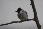 Sooty-headed bulbul