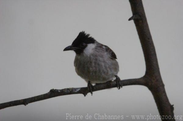 Sooty-headed bulbul