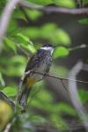 Scaly-breasted bulbul