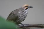 Straw-headed bulbul