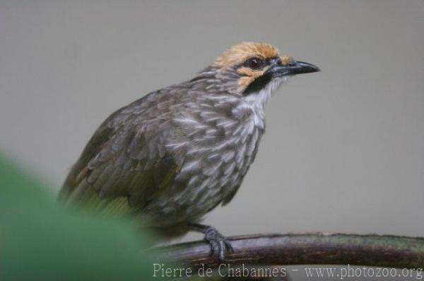 Straw-headed bulbul