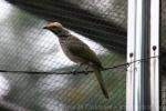 Straw-headed bulbul