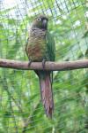 Green-cheeked parakeet