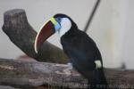 Red-billed toucan