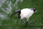 African sacred ibis